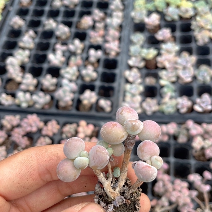 腰子蛋群随机发满18包邮