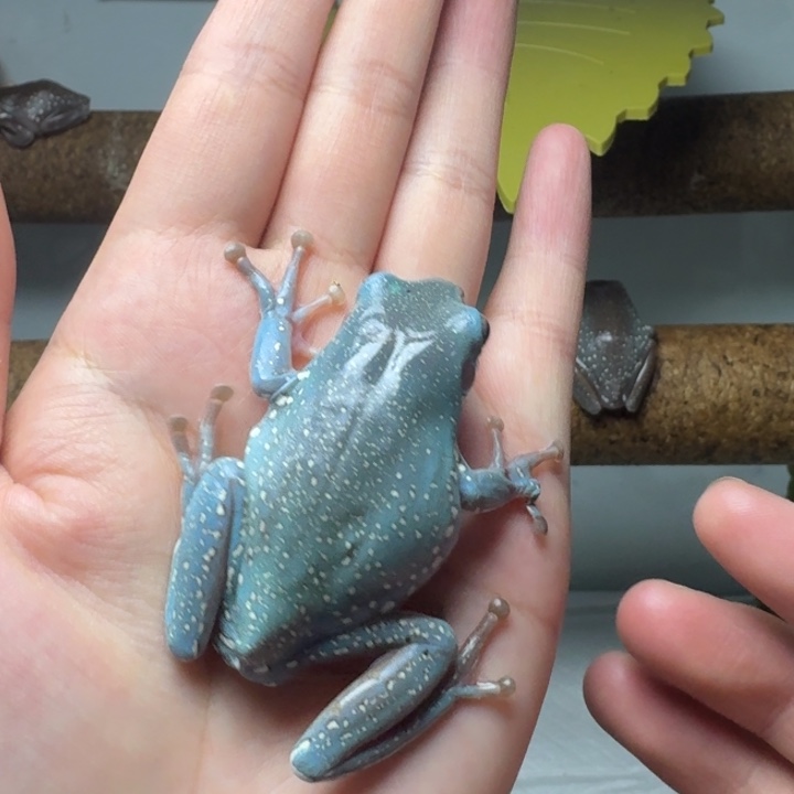 老爷树蛙大金头 大暴雪 开食稳定 发色稳定 超级捡漏