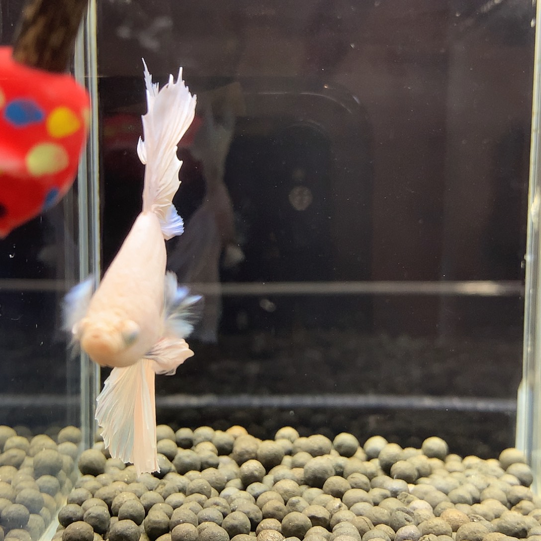 斗鱼七弟泰国斗鱼409