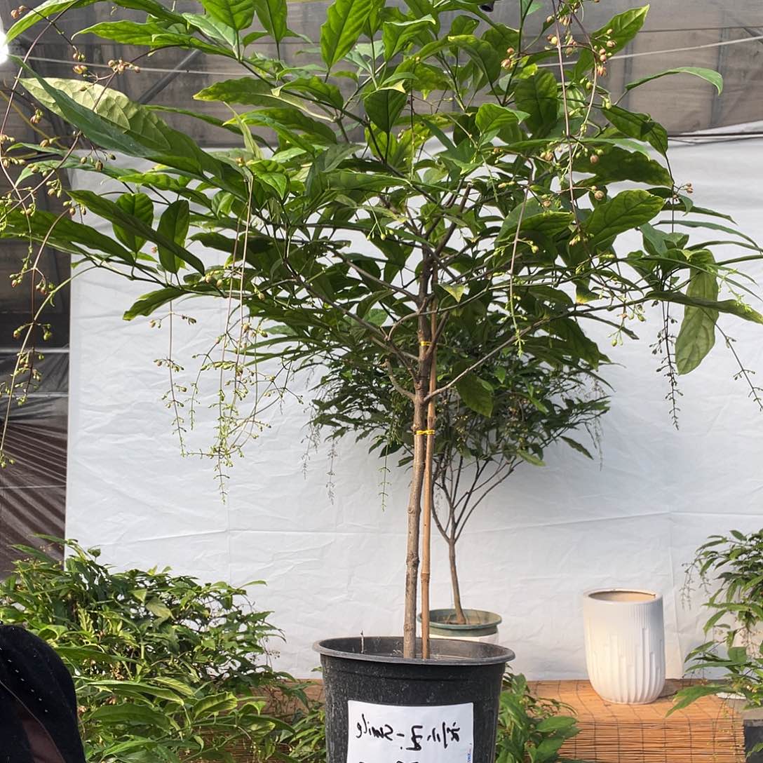 无花朵垂丝茉莉花花一盆