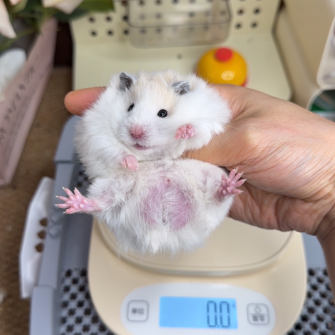 黄波弟弟9.08生日