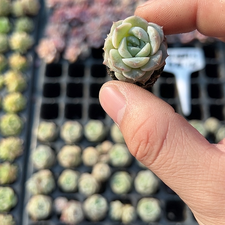 恩宠 满10颗包邮  