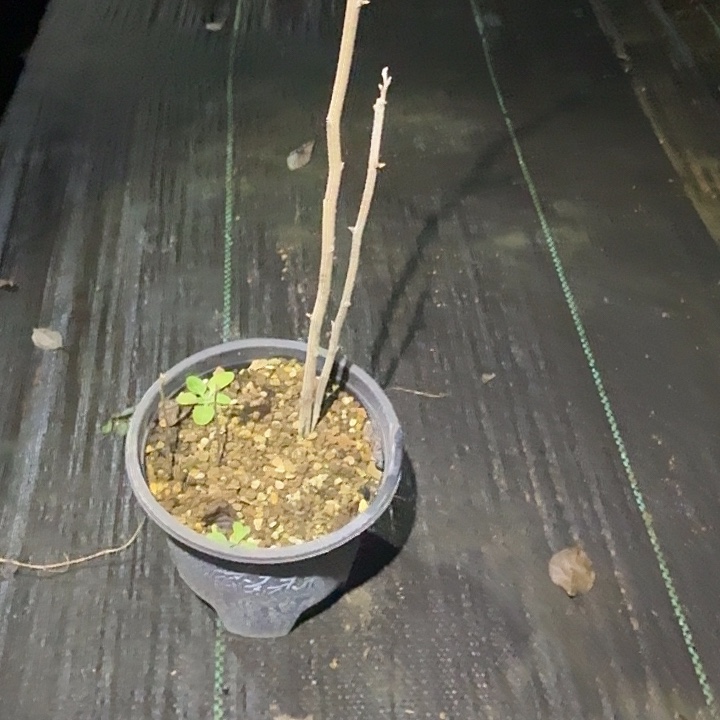 屎***鸦梦未来原生根苗一棵