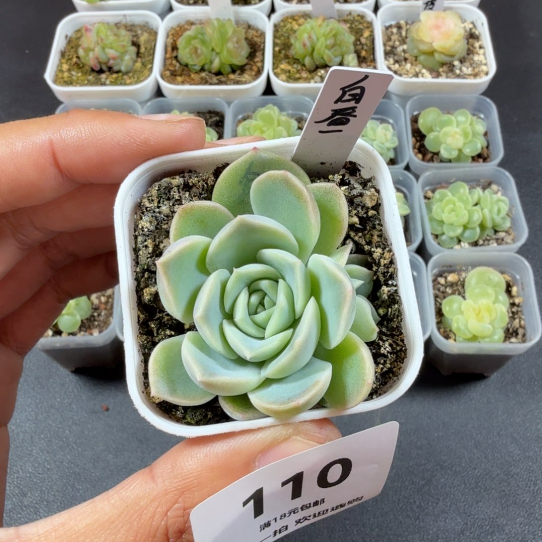 白昼双头一物一拍110