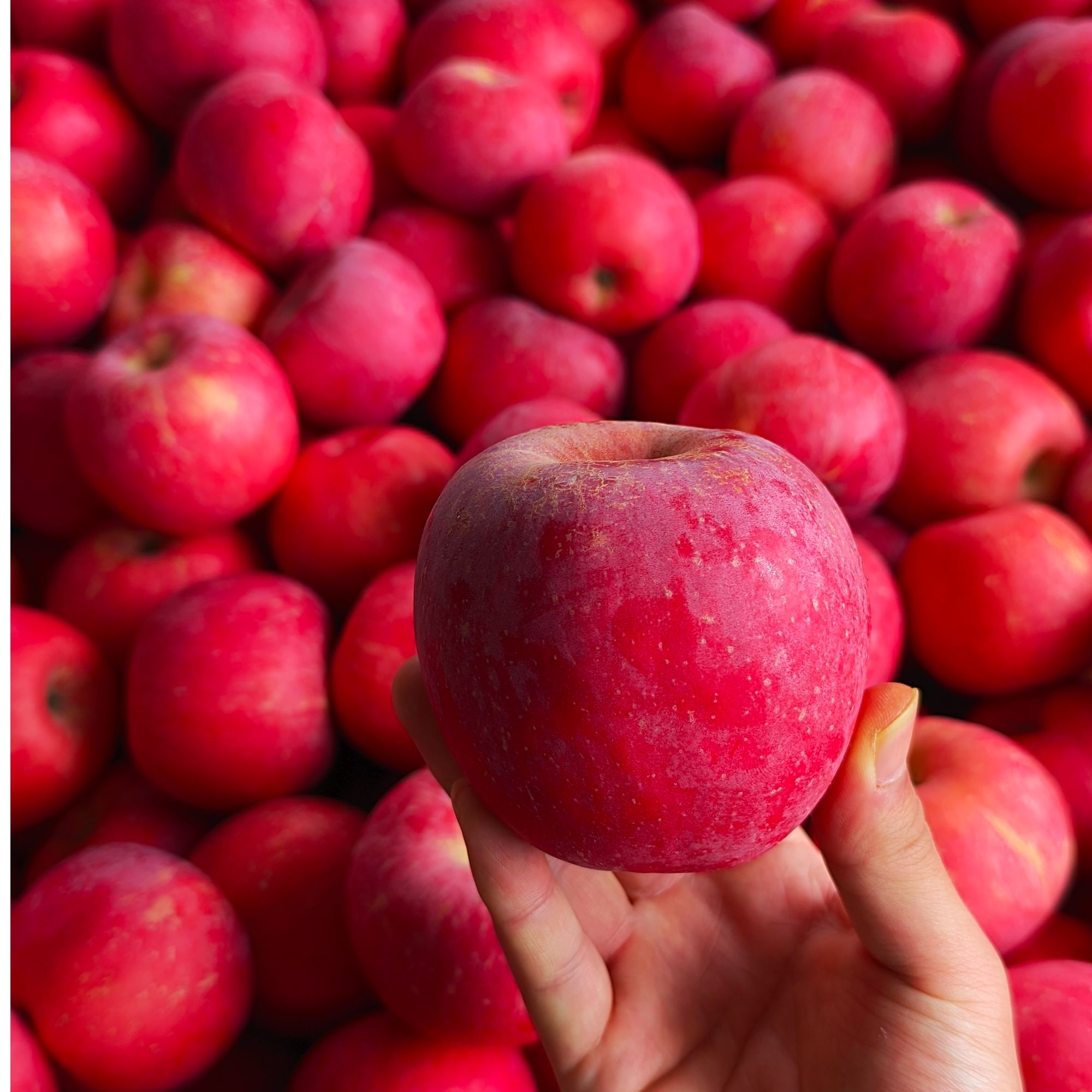 [宏力水果]山东高山红富士苹果 19.9/6斤山东省