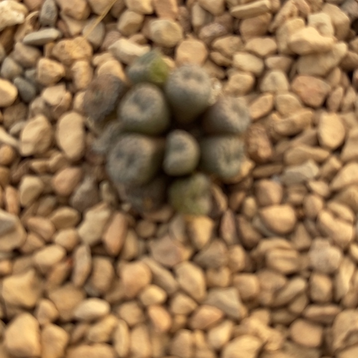 17107康普提一群一群