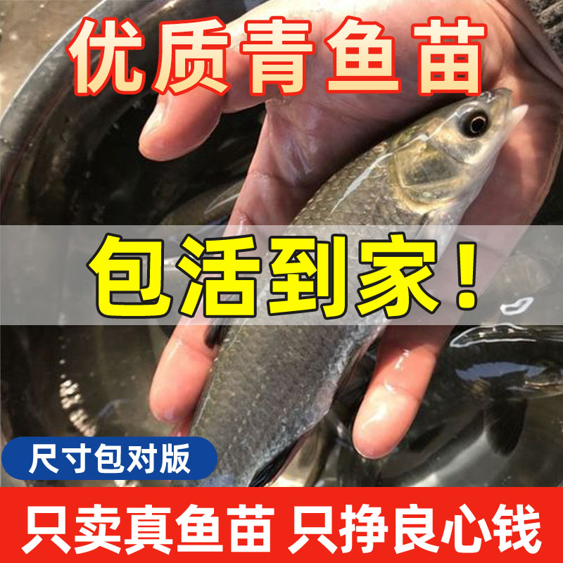 螺蛳青鱼苗黑鲩淡水养殖食用大小尺寸乌青棒重庆本地冷水宠物活体