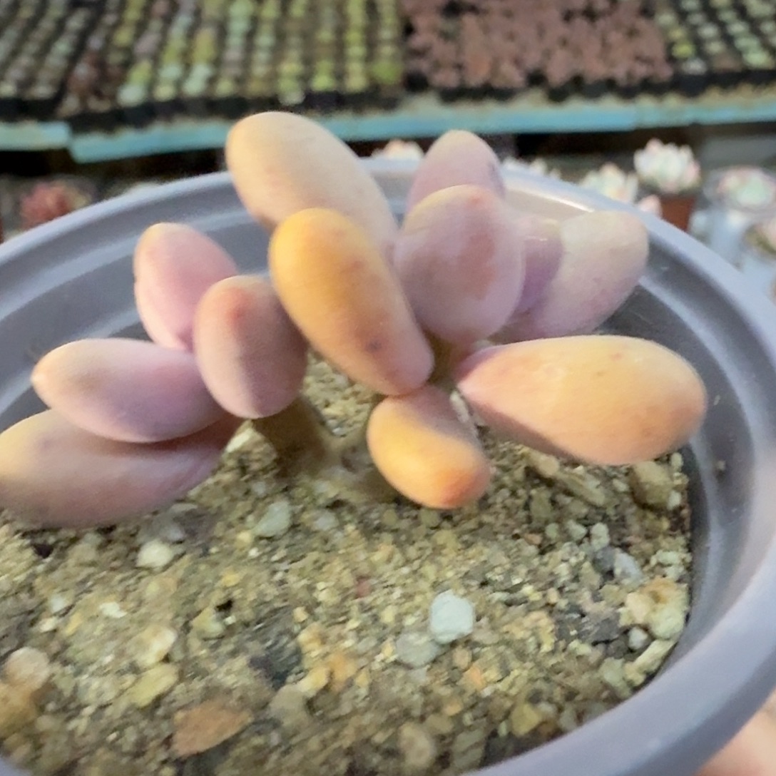 306六公分糖果美人满20包邮