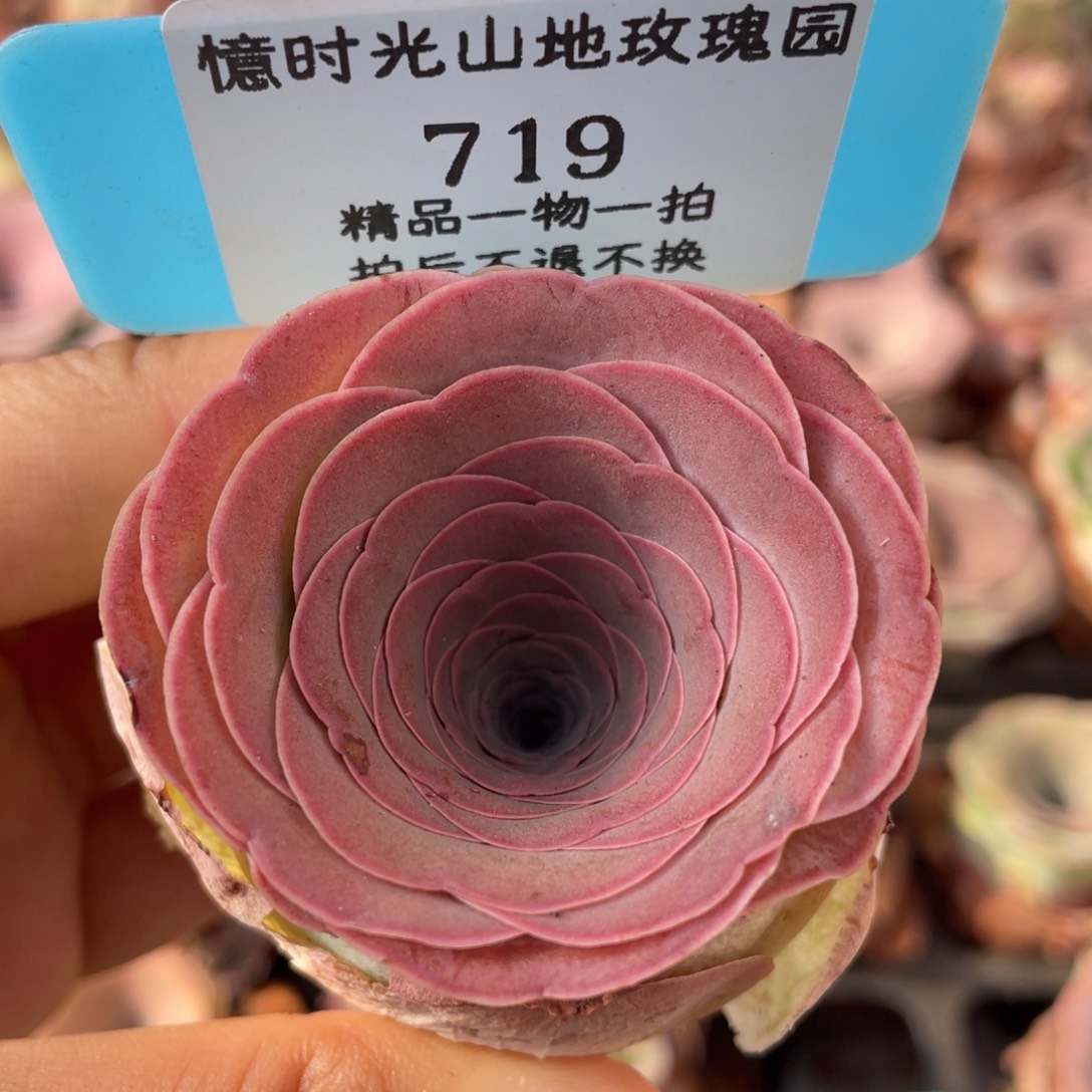 山地玫瑰719裸根发货不售后