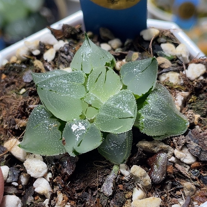 x***∧620冰玉鸾特选福利