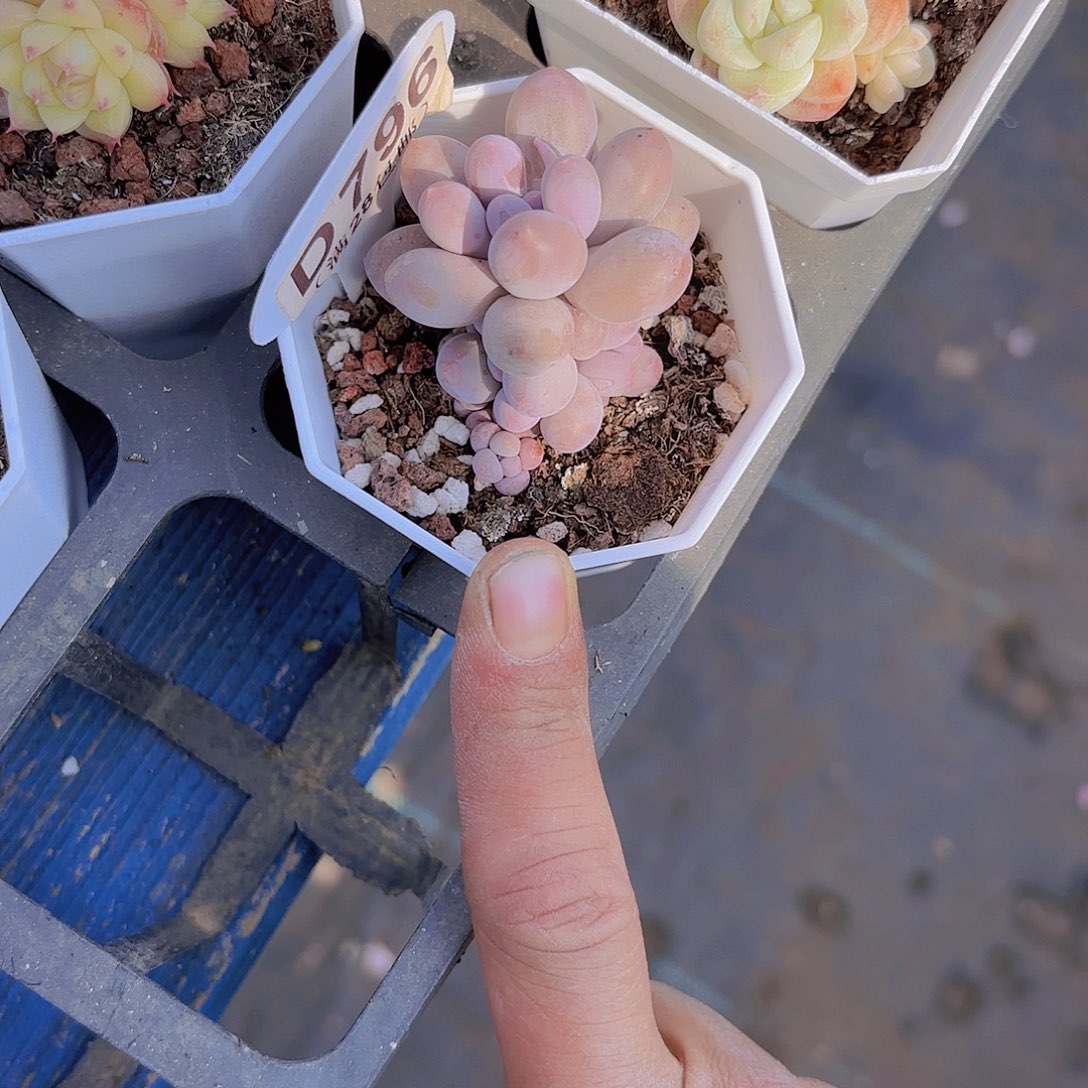 D796汤圆一物一拍