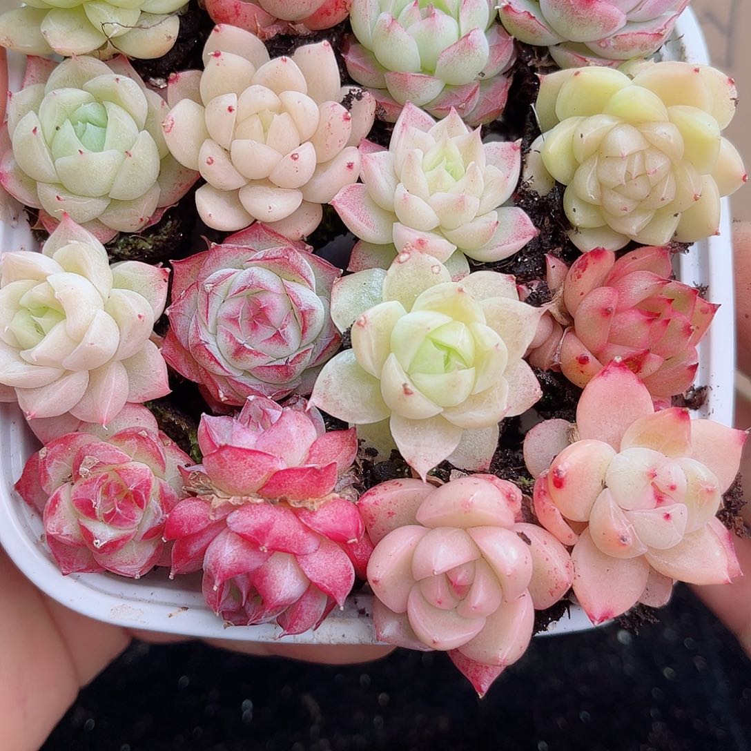 1-492 新疆西藏内蒙不发12.8包邮2-3公分多肉