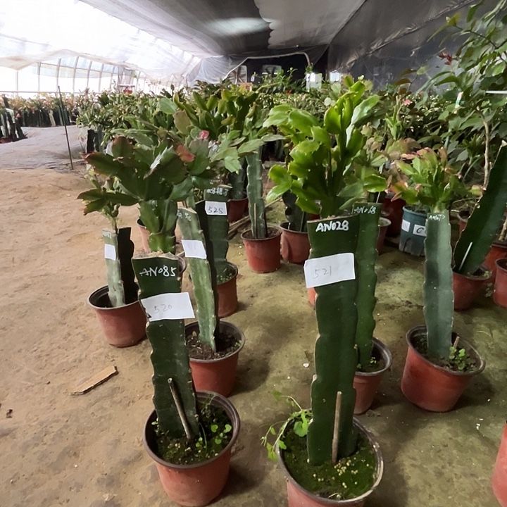 完全开放520AN085521AN028送练三角叶片