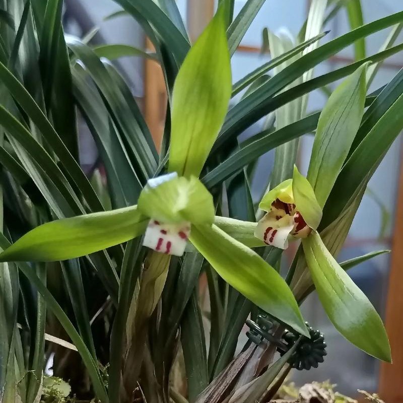 春兰兰花盆栽盆景草春节前后来香兰花一组三苗带花苞顺丰京东发货