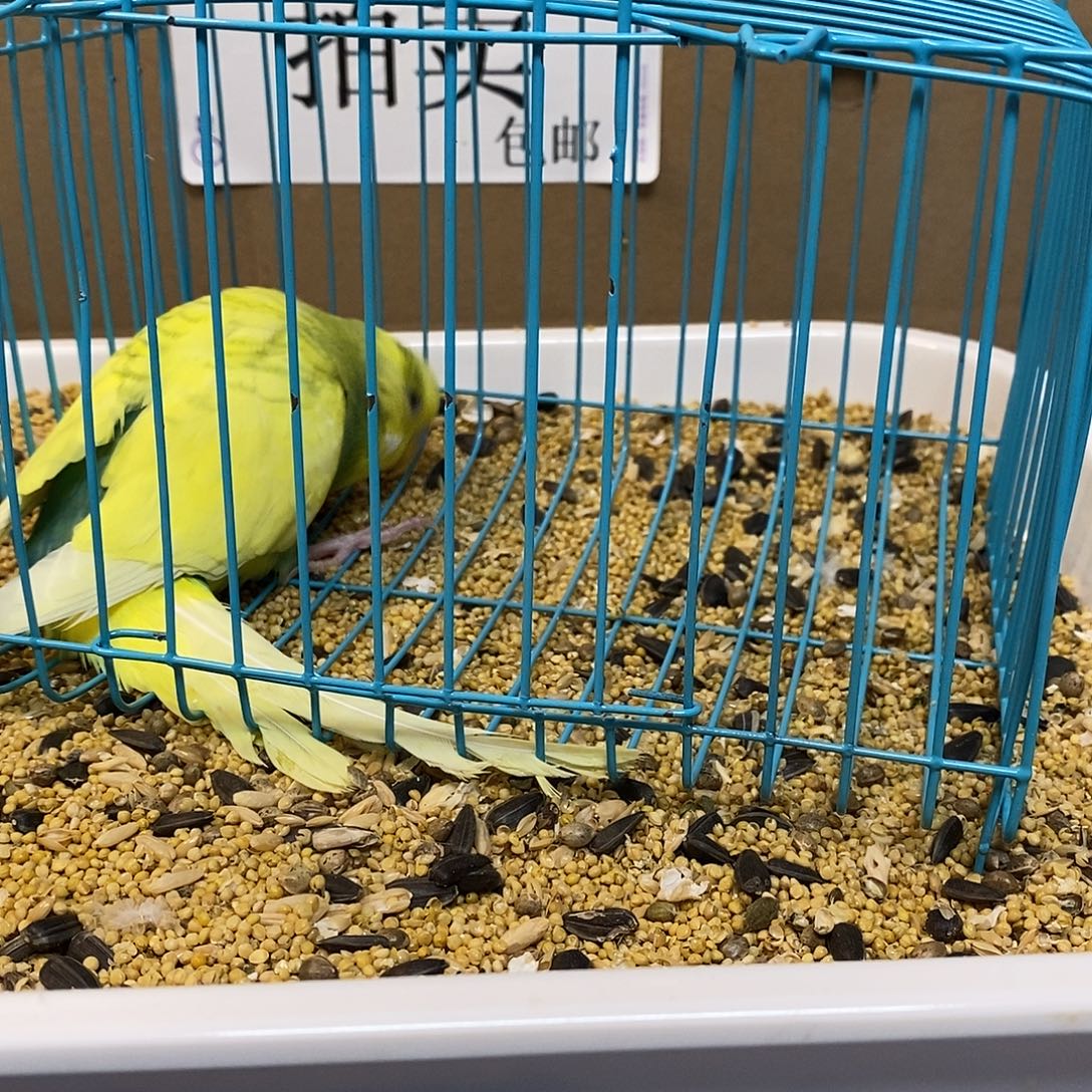 虎皮鹦鹉大头虎皮