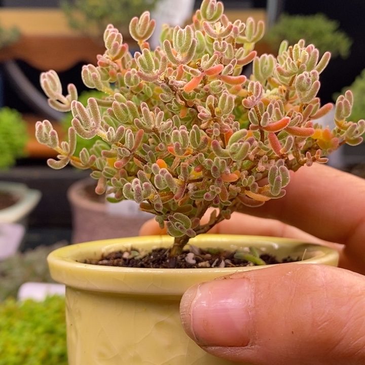 无花朵55冰橙。   