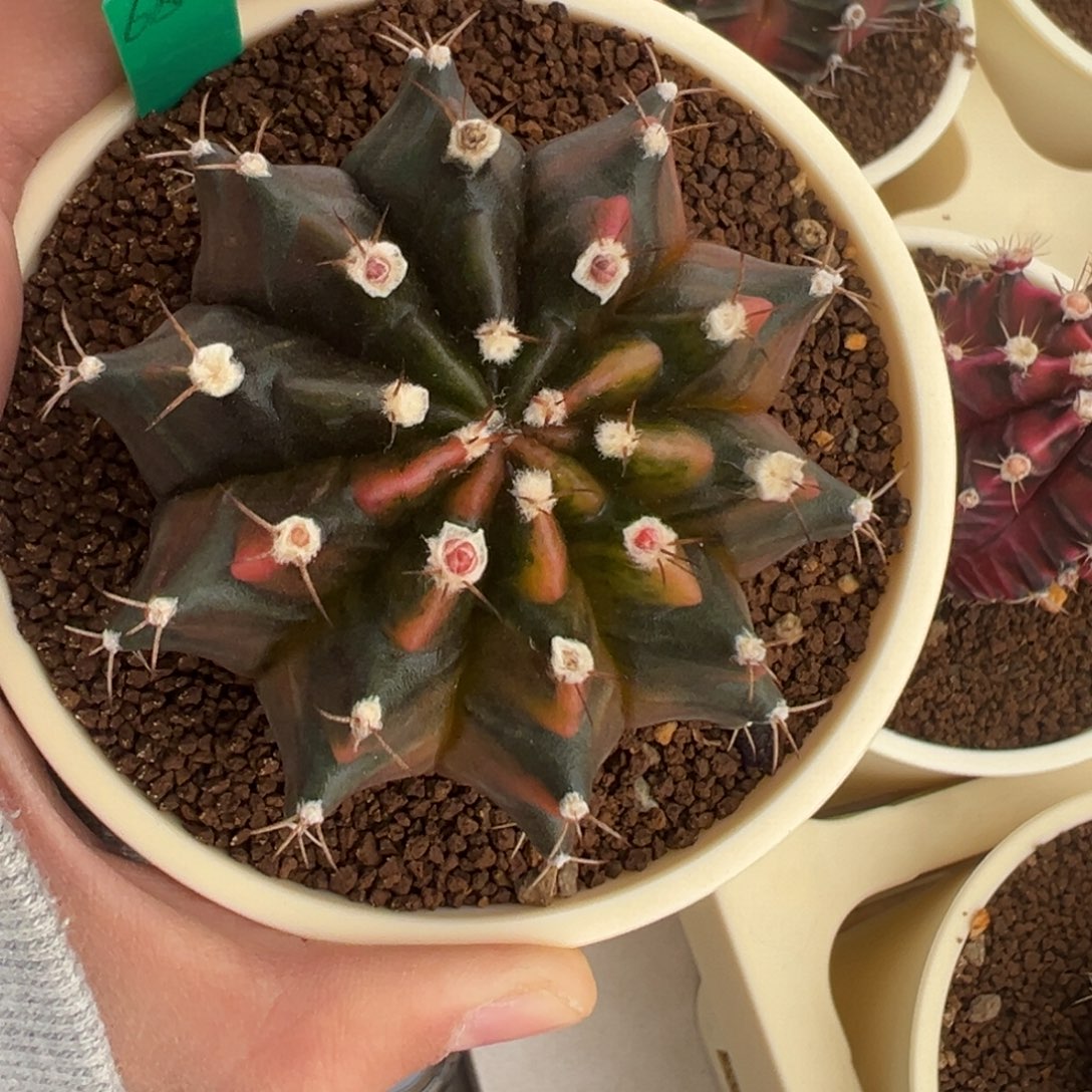 580 好看的米哈冲冲冲