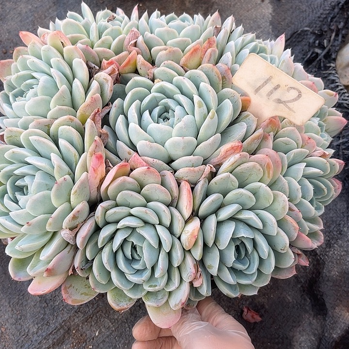 两单包邮，一物一拍112杂交