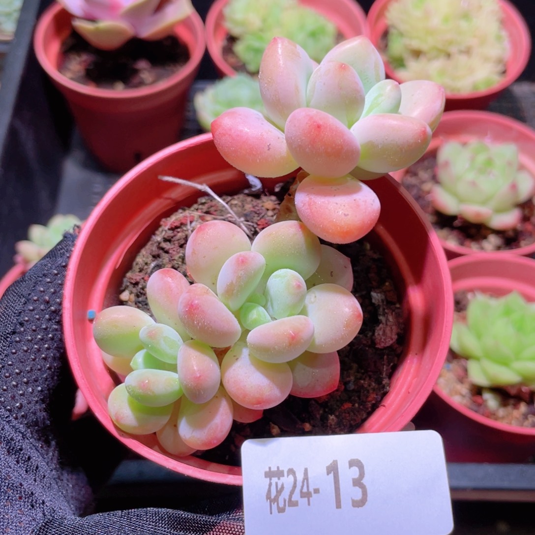 花利美24-13洛神群