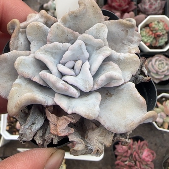 258芭蕾舞者多肉植物多