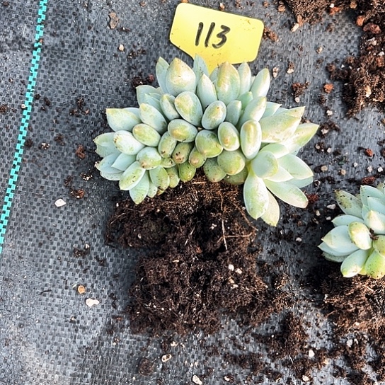 果***妈平特113号码牌子的话