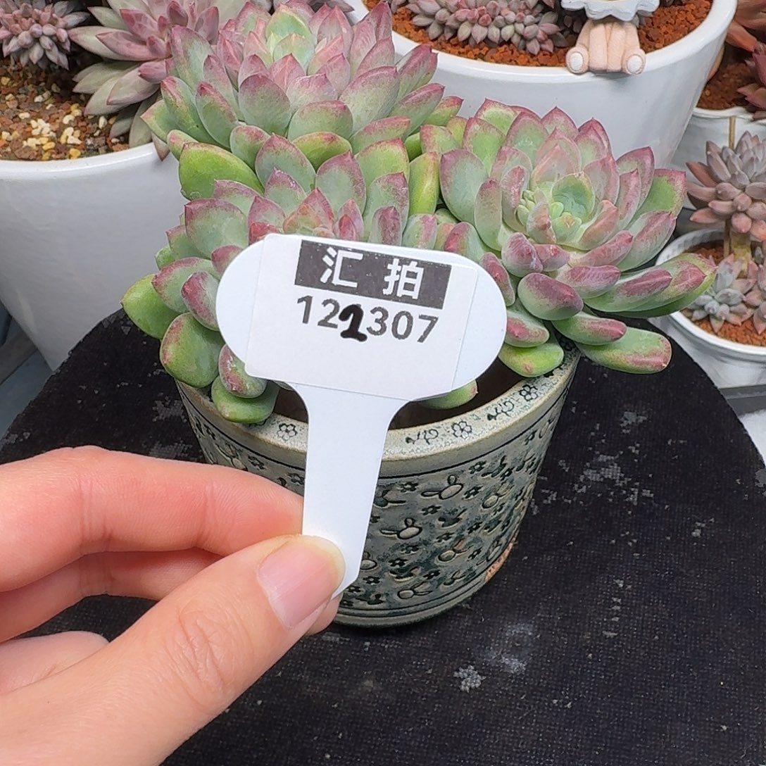 精品多肉植物122307