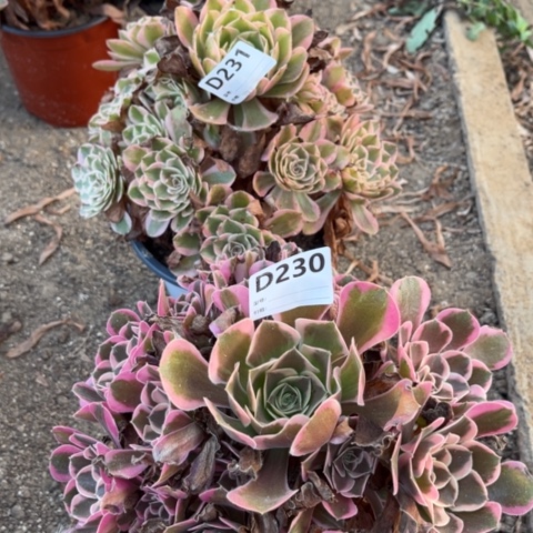 多肉植物云荷皇后