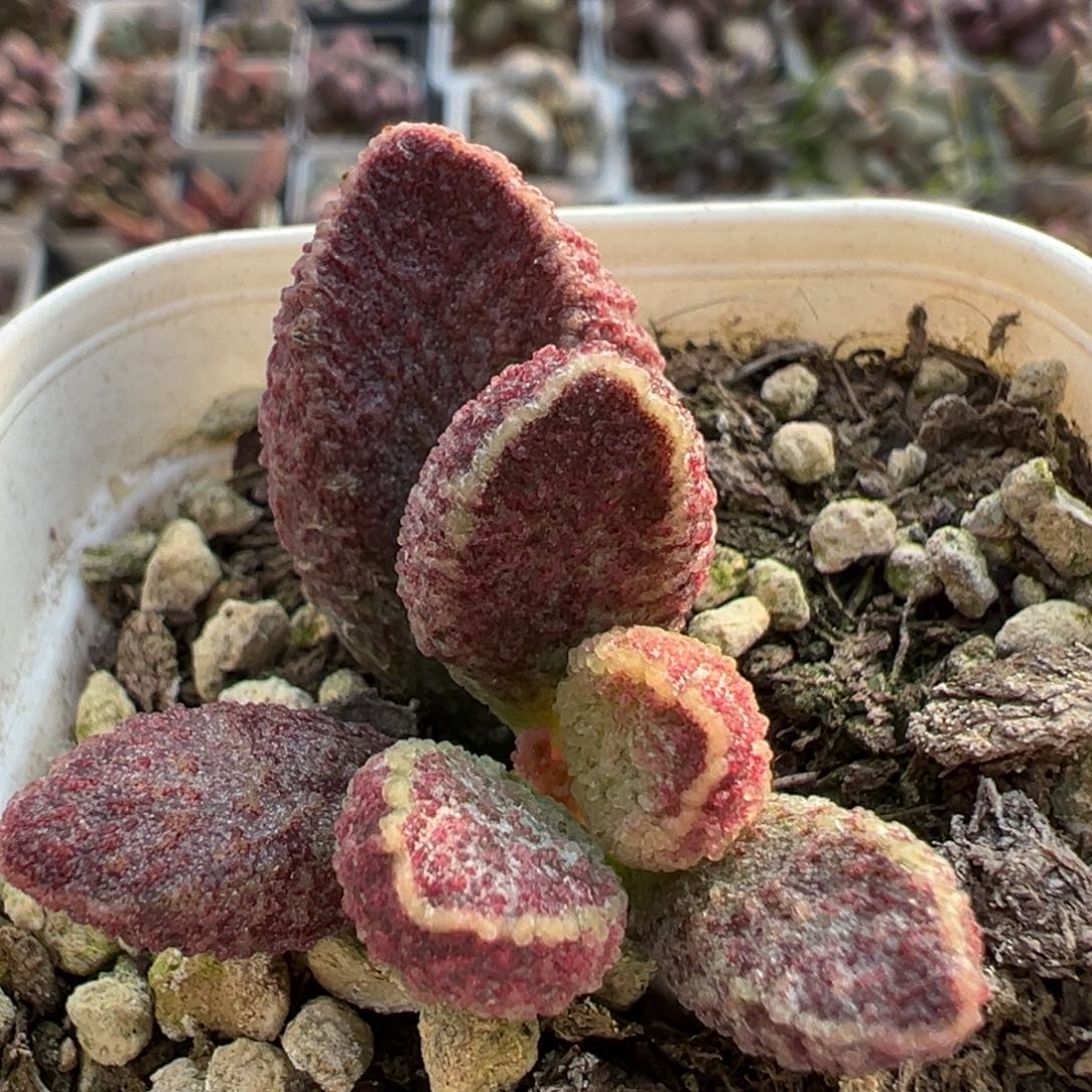 紫猪肝大苗多肉植物特价有疤