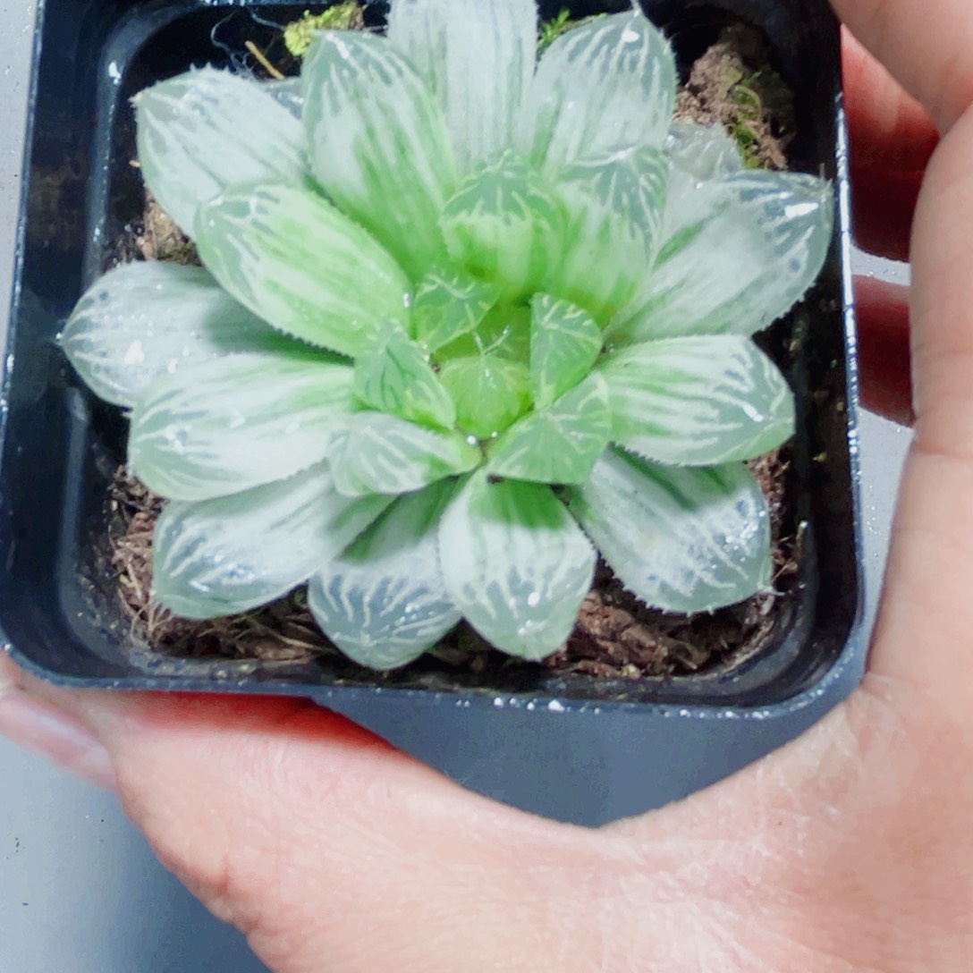白斑玉露特价处理多肉植物