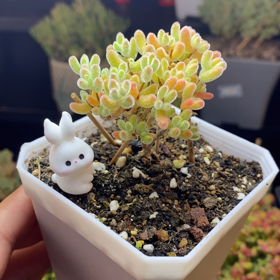 79号冰晶杂橙枝干多肉