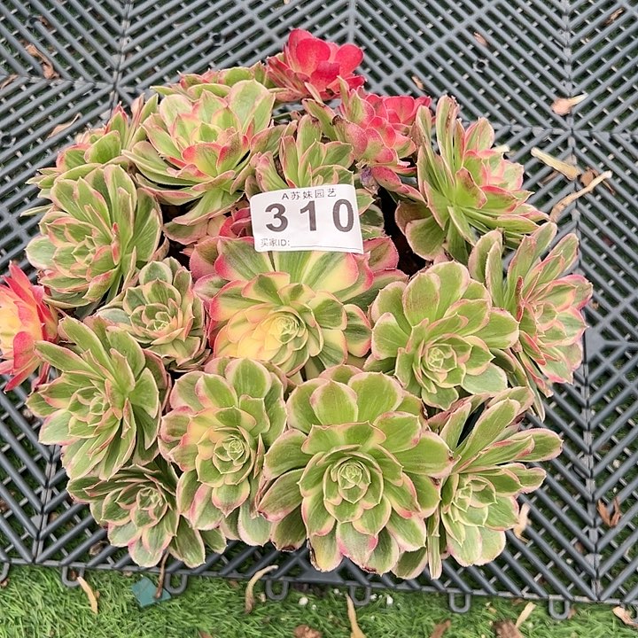 310西施多肉植物