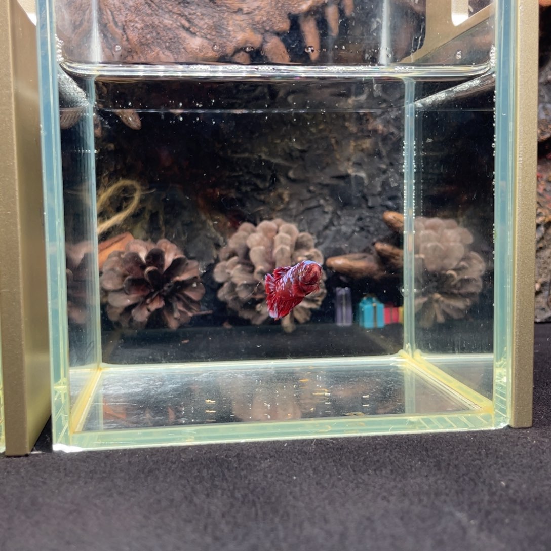 斗鱼十二月二十九日竞价