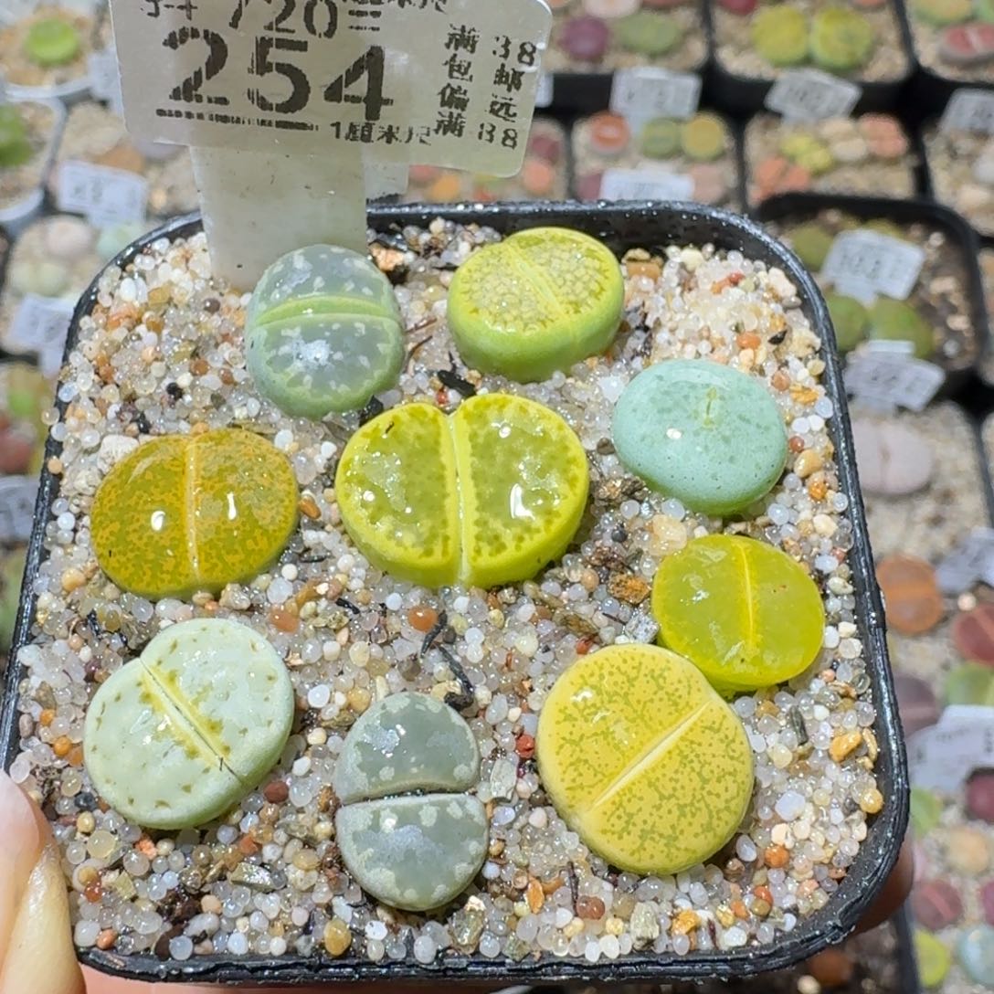 Sss清仓价便宜了254