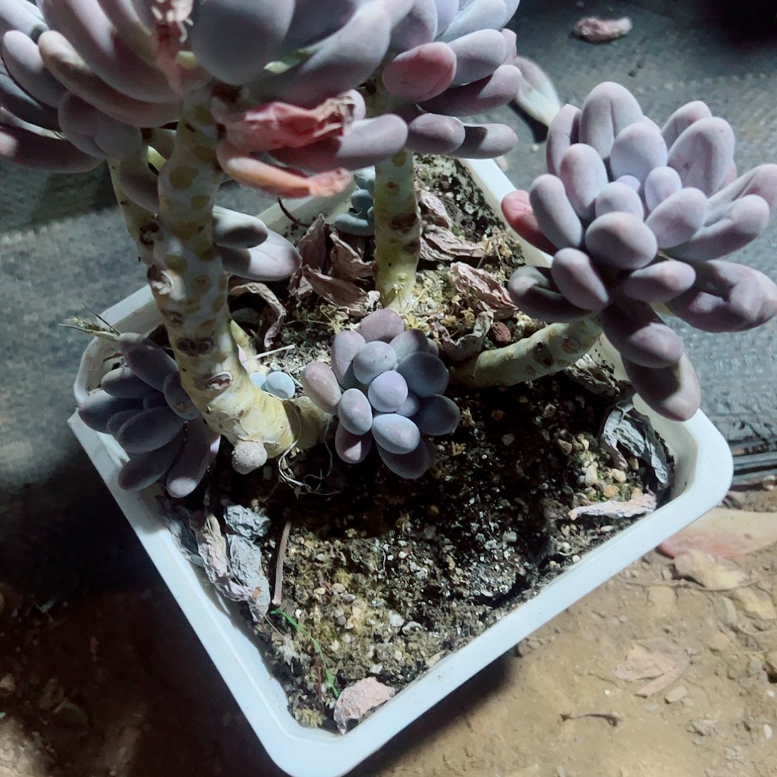 汤圆老桩，多肉植物
