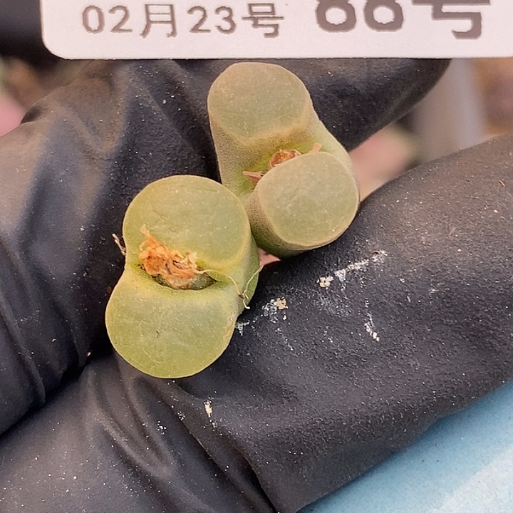 桃喜花园0223-88磁铁2颗