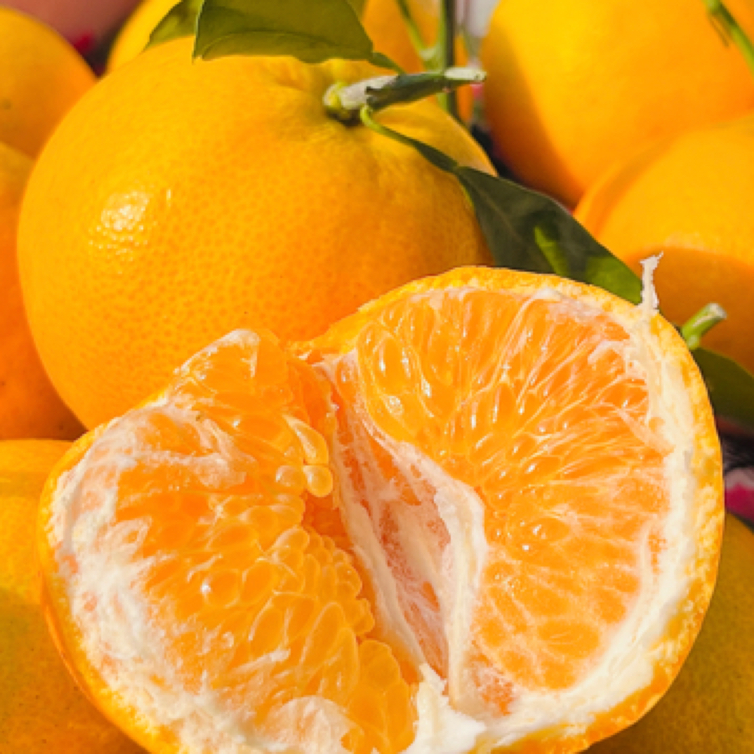 春见耙耙柑礼盒装