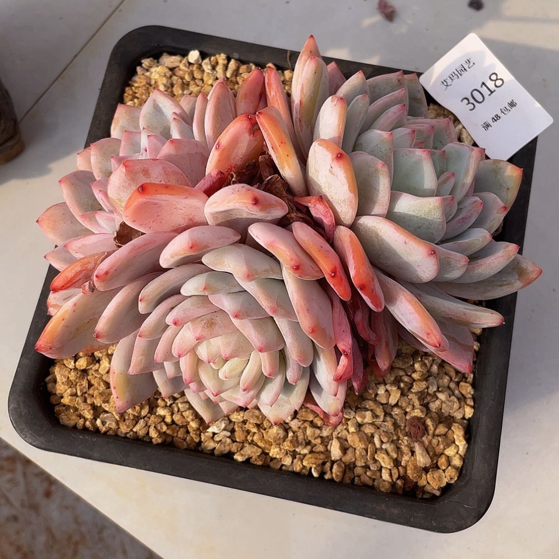 橙子多肉多肉多肉