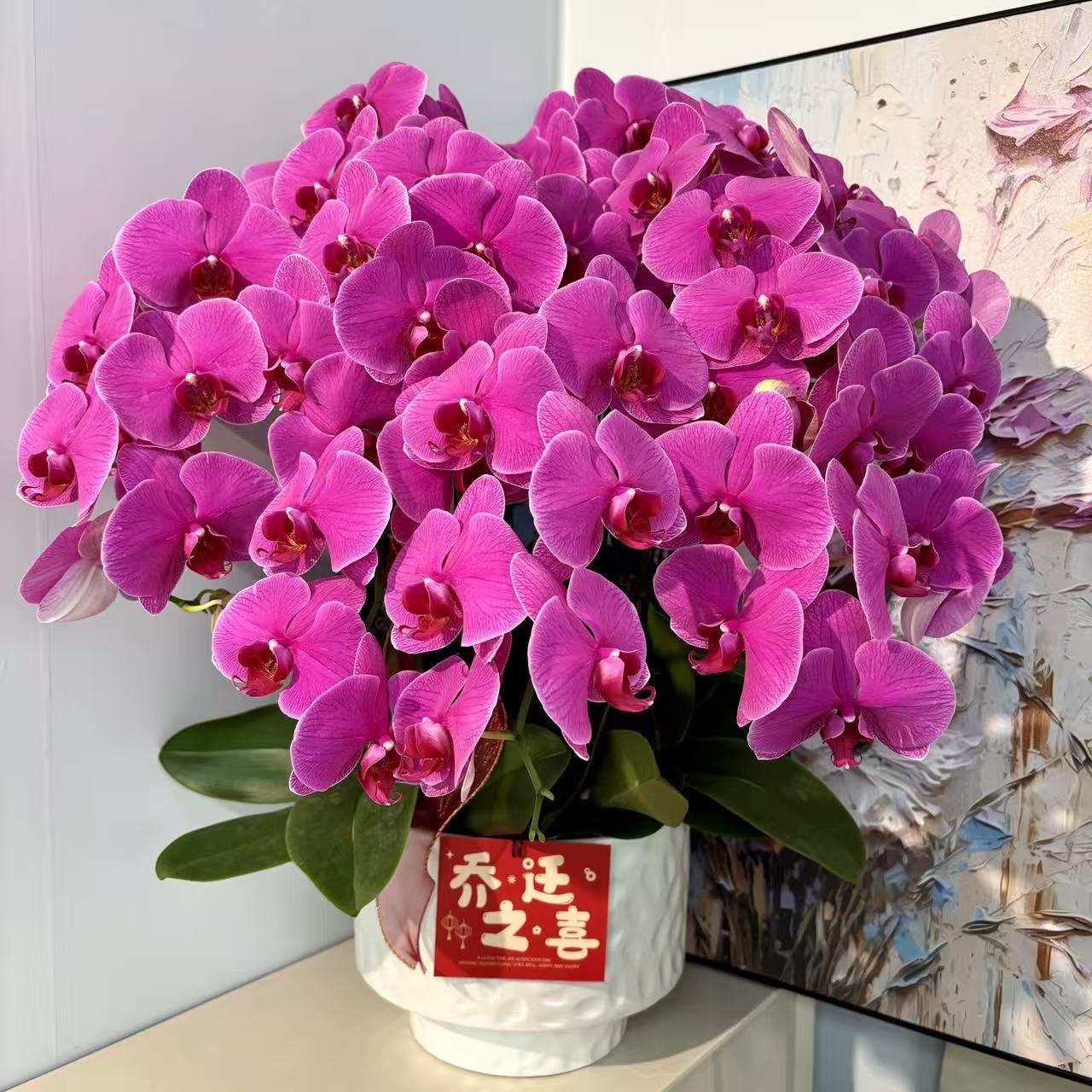 鼎胜【恭喜发财】蝴蝶兰盆栽花卉观花植物室内四季开花优质耐旱5-10