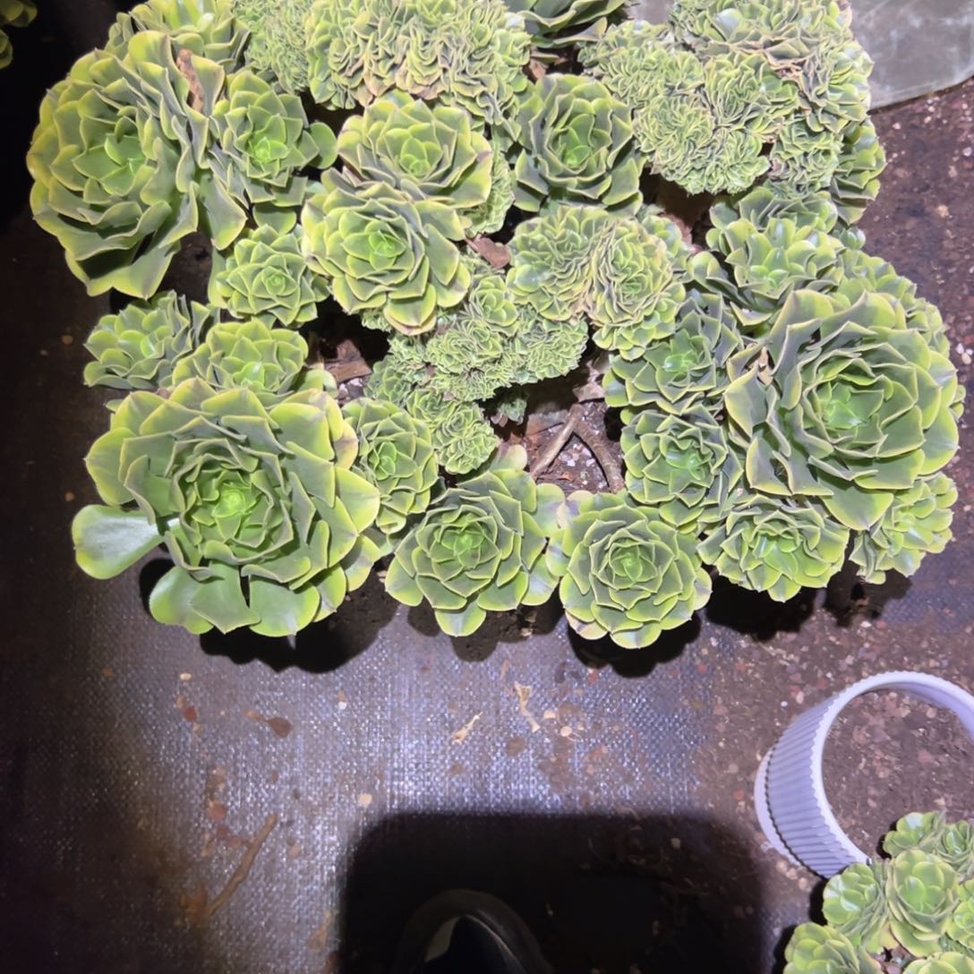 绿豆沙缀化朵缀老桩厚板