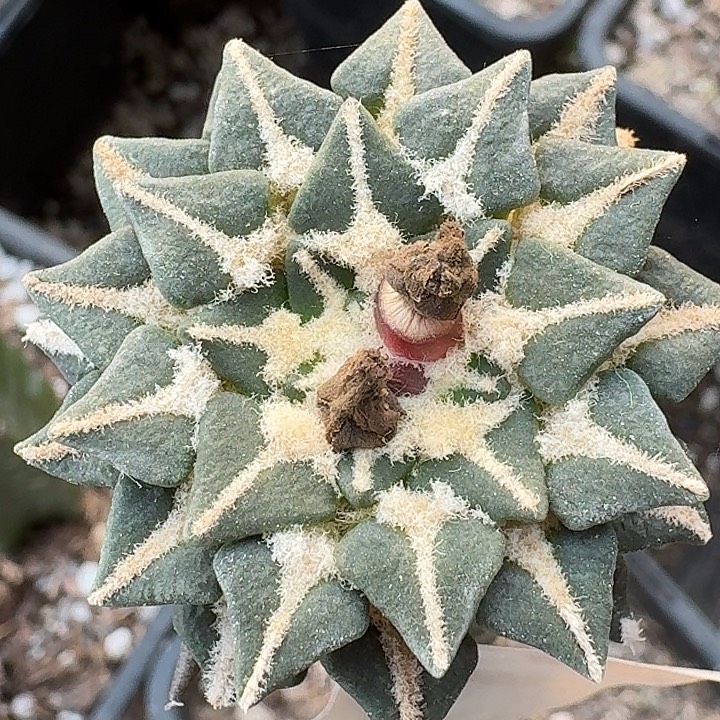 无花朵苗接姬牡丹871