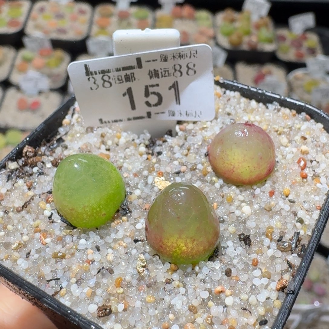 Sss精品系列便宜出151