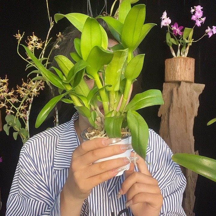 当前无花朵，栽培后可花朵卡娜