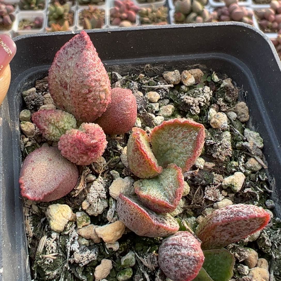 三颗一起三个品种多肉植物水泡