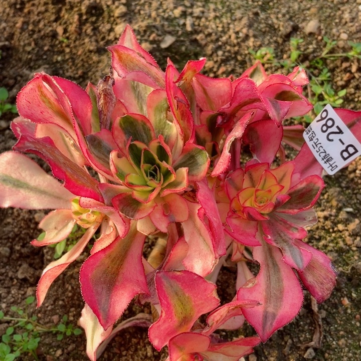 286魅影有砍根少多肉12345678