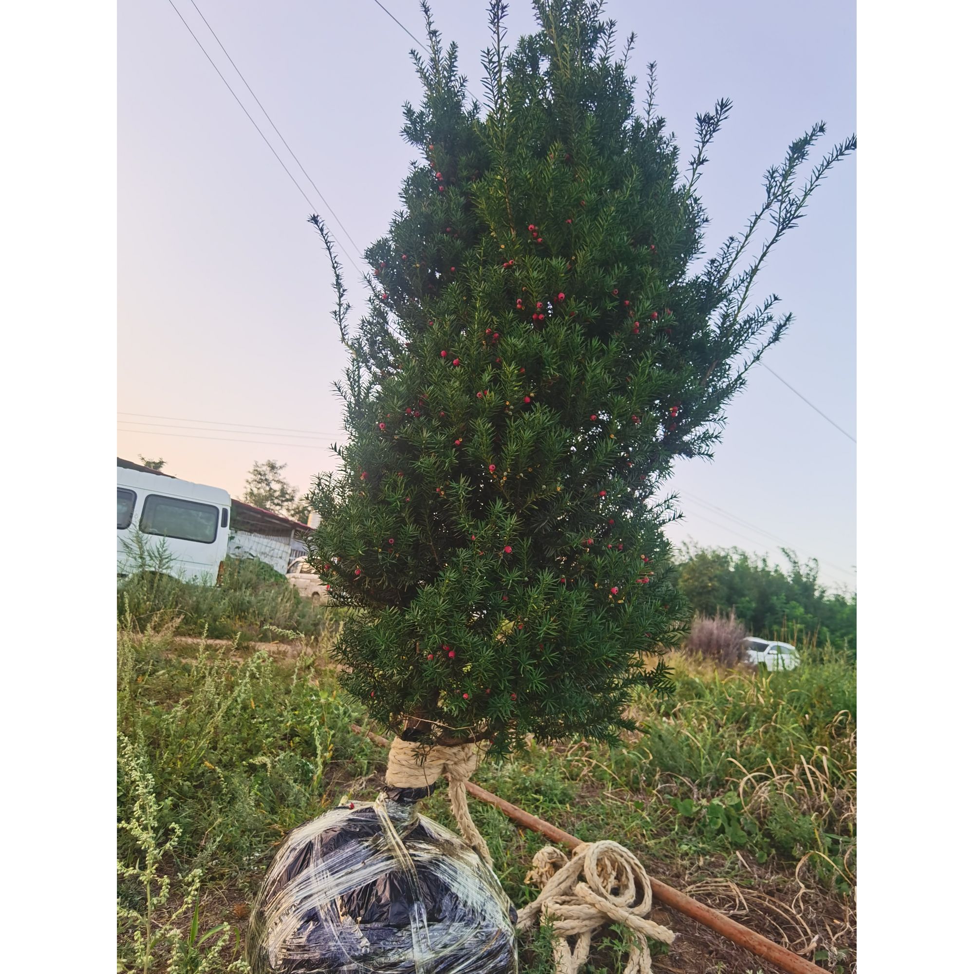 曼地亚红豆杉黄杨罗汉松盆栽造型植物耐寒好养四季常青绿植造型树