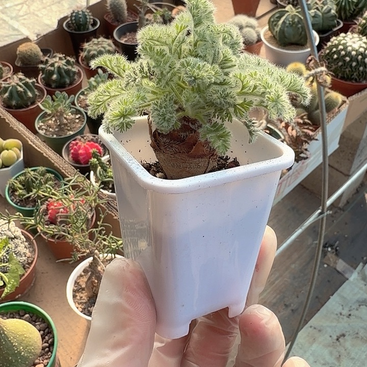 小***帽小蓝帽一物一拍包邮