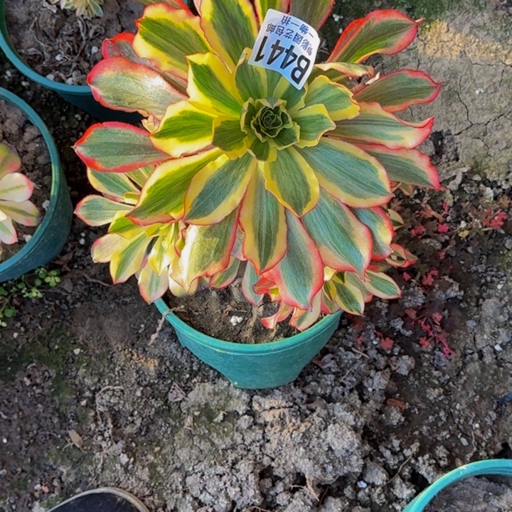 魅影花25-49包邮花花