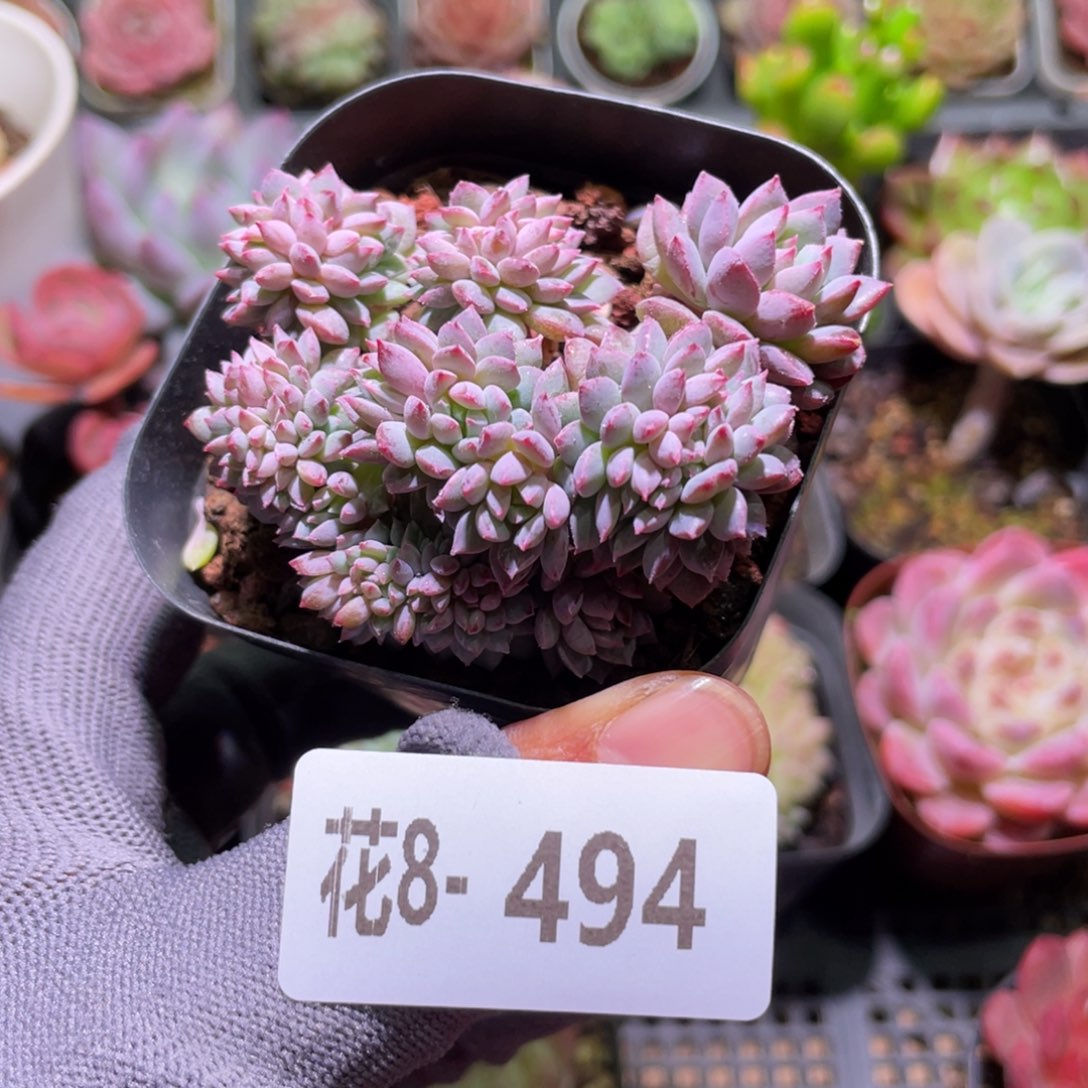 花利美8-494莱恩小精灵缀化