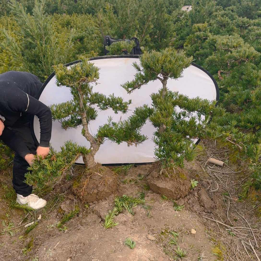 S****－罗汉松盆景松树