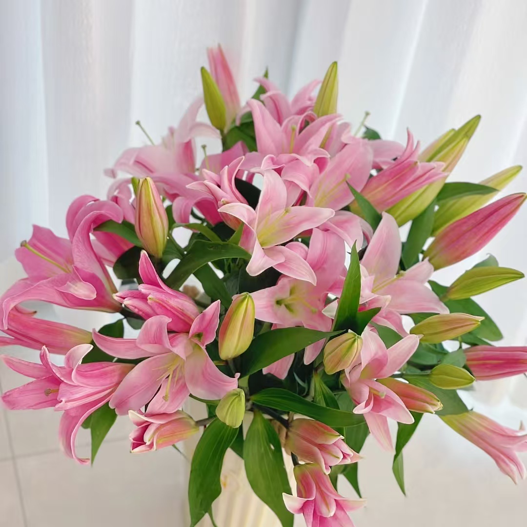 5枝星光双头百合10个花苞【两单顺丰冷链或京东快递】 云南鲜花